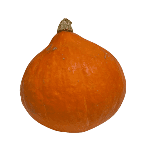 pompoen hakoido kopen