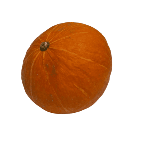 pompoen hakoido kopen